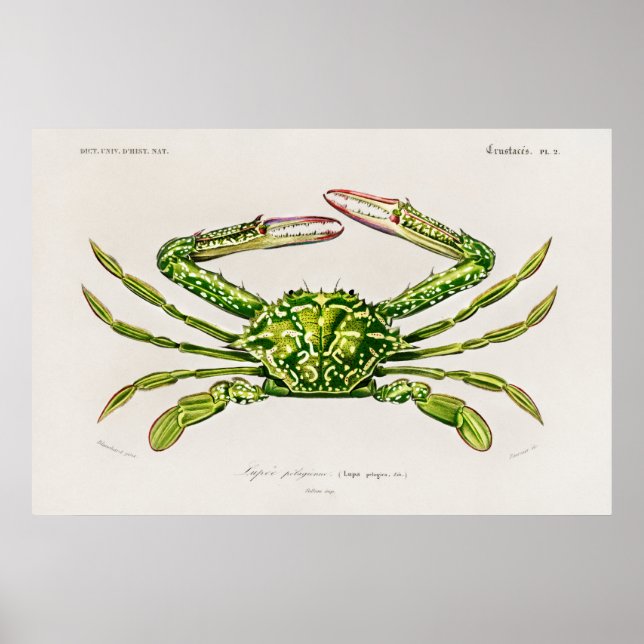 Vintage Illustration of shellfish Poster (Front)