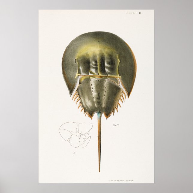 Vintage Illustration of shellfish Poster (Front)