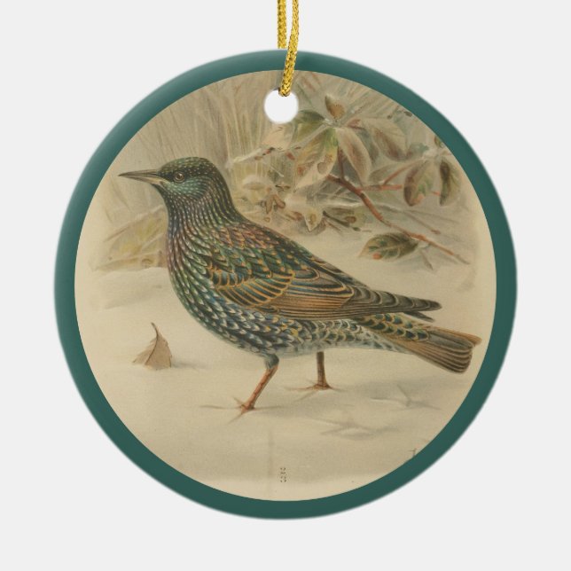 Vintage illustration of starling ceramic ornament (Front)