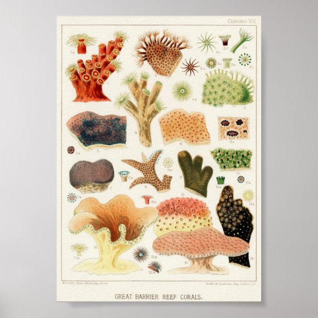 Vintage Illustration of the Marine Life Poster (Front)