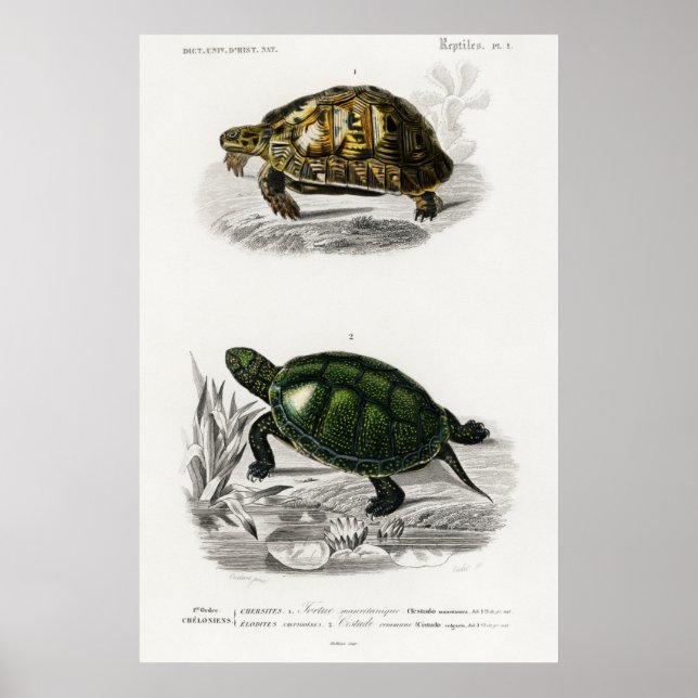 Vintage Illustration of the Tortoises/Turtles Poster (Front)