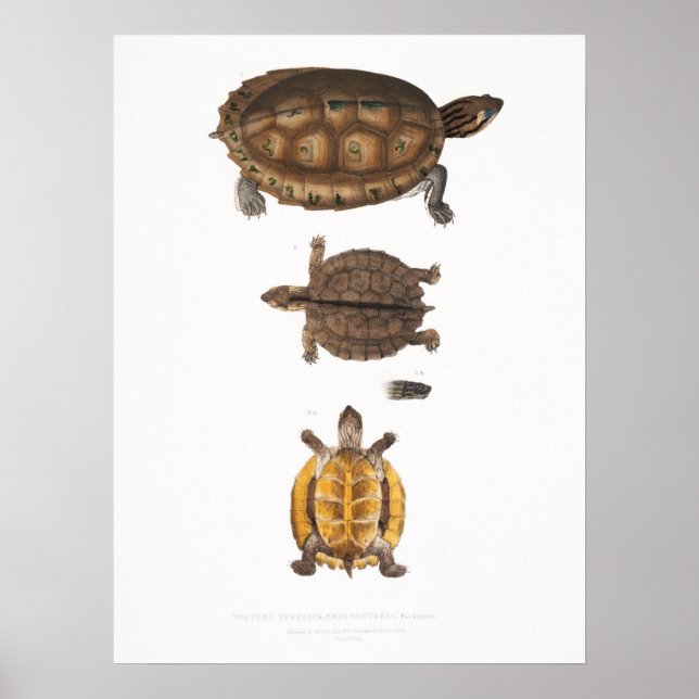 Vintage Illustration of the Tortoises/Turtles Poster (Front)