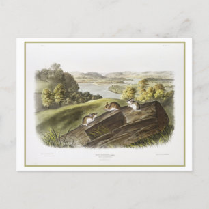 Vintage Illustration of White-Footed Mouse Postcard