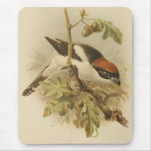 Vintage Illustration of Woodchat Shrike Mouse Pad