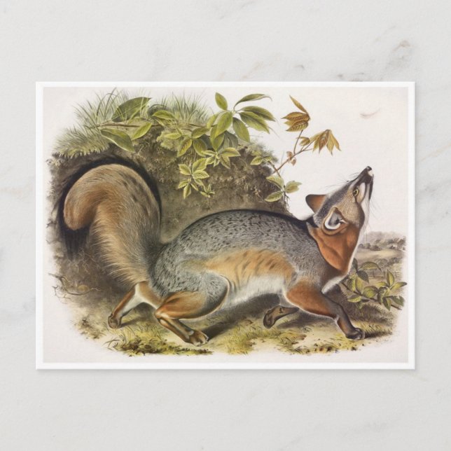 Vintage Illustration Postcard (Front)