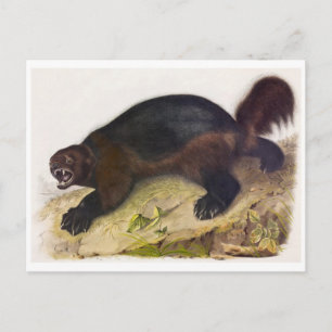 Vintage Illustration Postcard