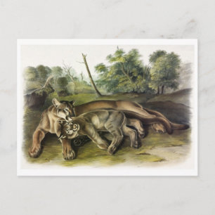 Vintage Illustration Postcard
