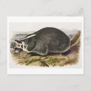 Vintage Illustration Postcard