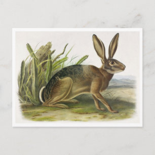 Vintage Illustration Postcard