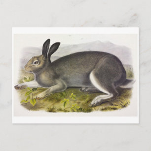 Vintage Illustration Postcard