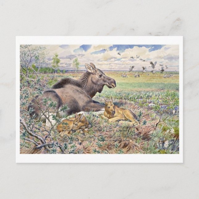 Vintage Illustration Postcard (Front)