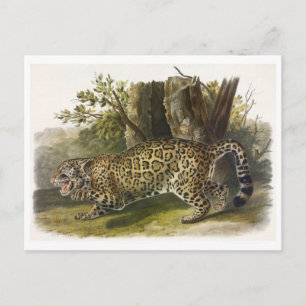 Vintage Illustration Postcard