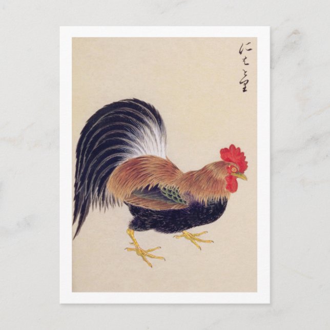 Vintage illustration: Rooster  Postcard (Front)