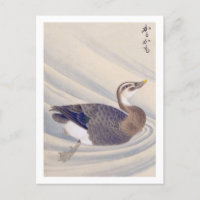 Vintage illustration: Spot-billed duck