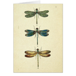 Vintage Illustration, Three Dragonflies