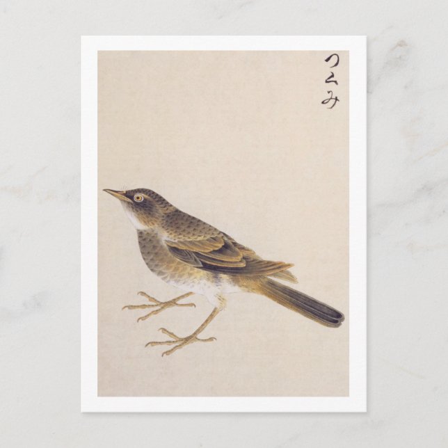 Vintage illustration: Thrush Postcard (Front)