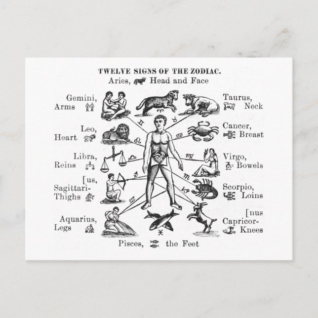 Vintage Illustration Twelve Signs of the Zodiac Postcard (Front)