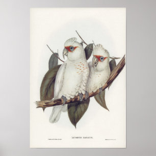 Vintage illustration white cockatoo birds wall art