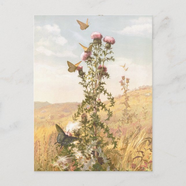 Vintage Illustration with Thistle and Butterflies Postcard (Front)