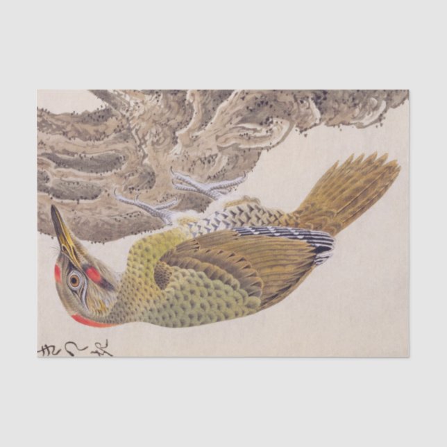 Vintage illustration: Woodpecker Tissue Paper (Front)