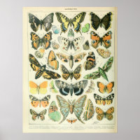 Vintage Illustrations Butterflies