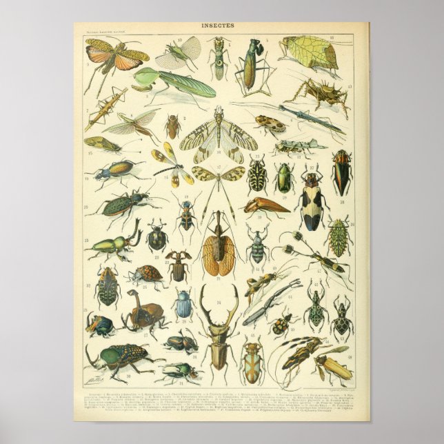 Vintage Insect and bugs scientific poster (Front)