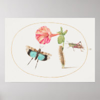 Vintage Insect Illustration Poster