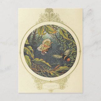 Vintage Insect Postcard