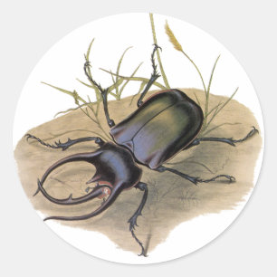 Vintage Insects and Bugs, Rhino Rhinoceros Beetle Classic Round Sticker