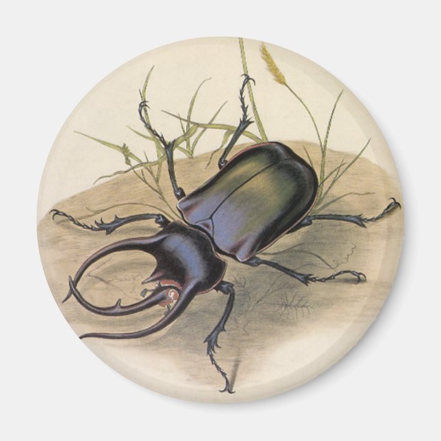 Vintage Insects and Bugs, Rhino Rhinoceros Beetle Magnet (Front)