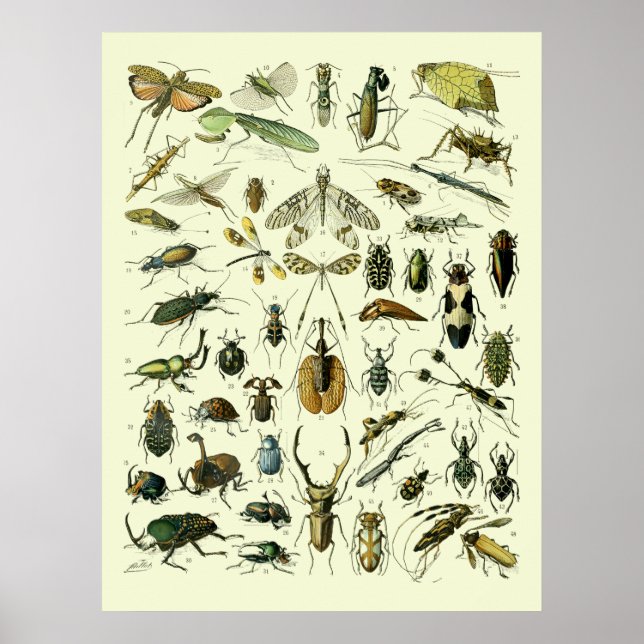 Vintage Insects Poster (Front)