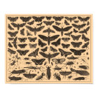 Vintage Insects Poster