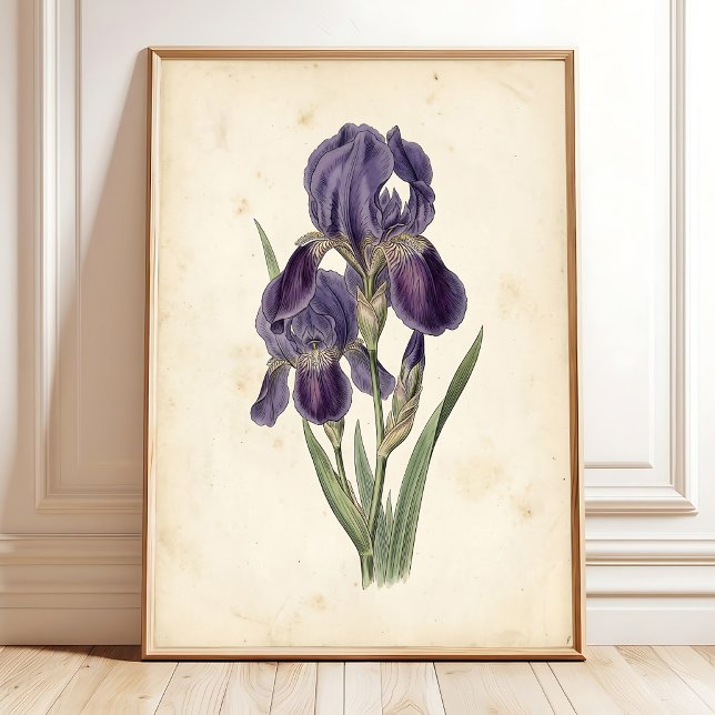 Vintage Iris Boho Canvas Print (Creator Uploaded)