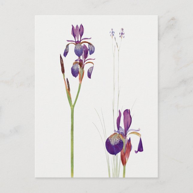 Vintage Iris Flower Postcard (Front)