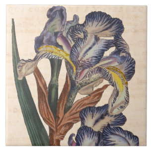 Vintage Iris Flowers Antique Botanical Print Tile