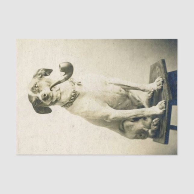 Vintage Jack Russell Dog with Pipe Tissue Paper (Front)