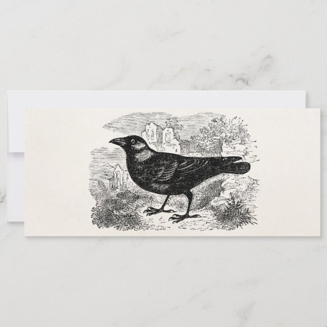 Vintage Jackdaw Crow Bird Personalized Birds Crows (Front)