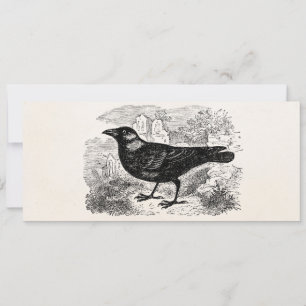 Vintage Jackdaw Crow Bird Personalized Birds Crows