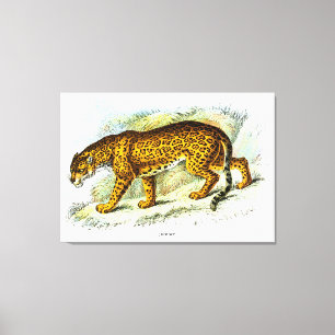 Vintage Jaguar Animal Illustration Canvas Print
