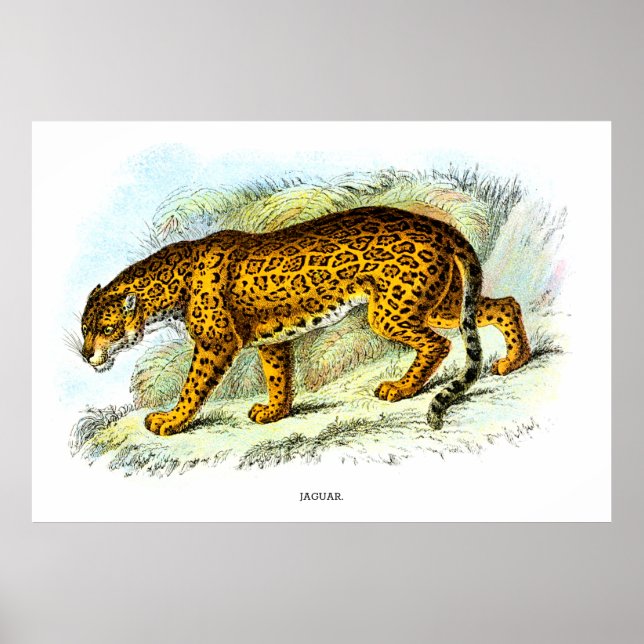 Vintage Jaguar Animal Illustration Poster (Front)