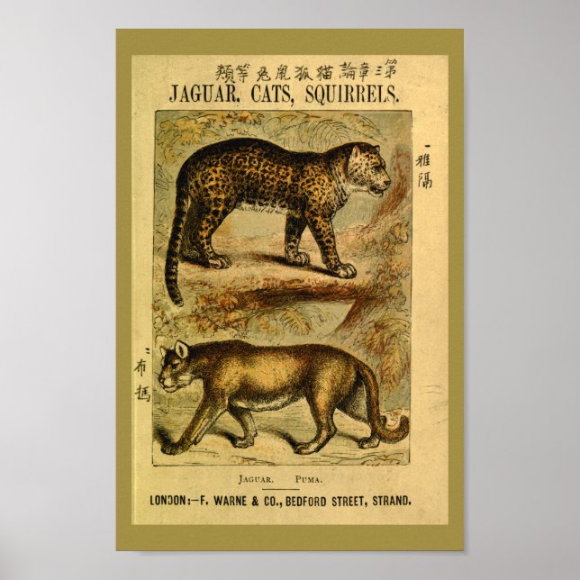 Vintage Jaguar Puma Cat Natural History Print (Front)
