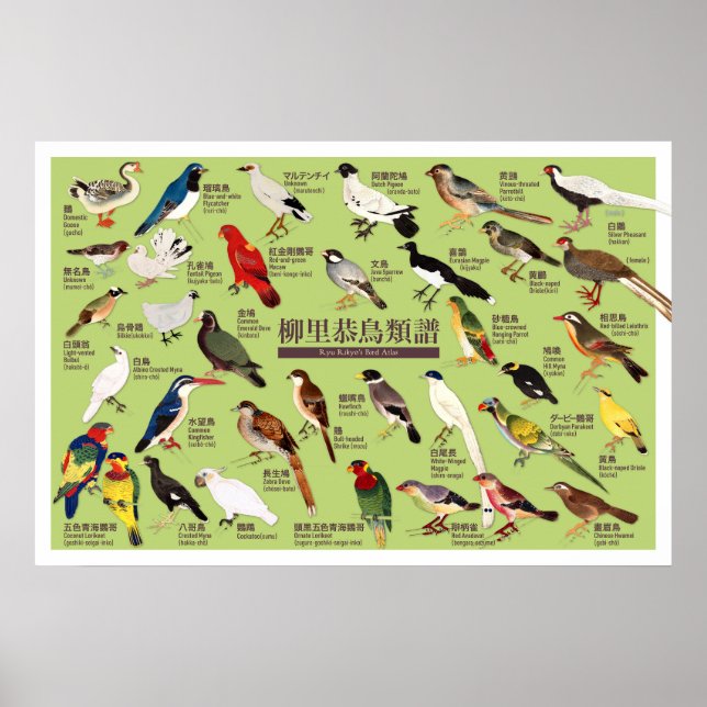 Vintage Japanese Bird Atlas Illustration Poster (Front)