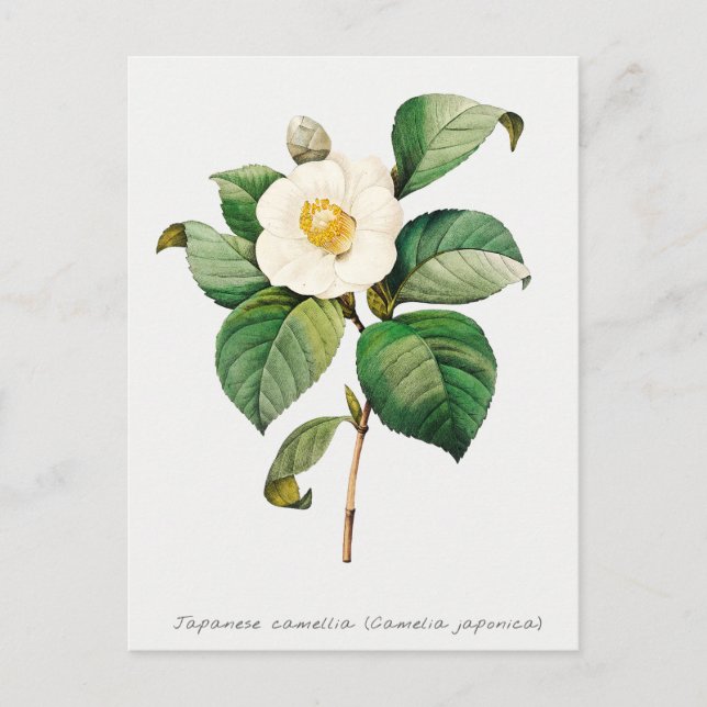 Vintage Japanese Camellia Botanical Postcard (Front)