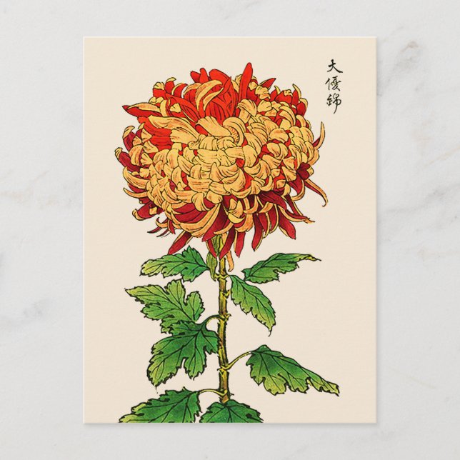 Vintage Japanese Chrysanthemum. Gold and Orange Postcard (Front)