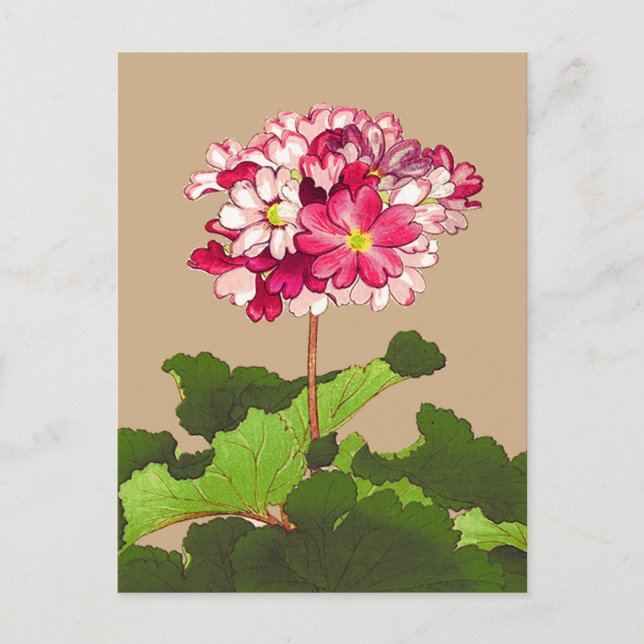 Vintage Japanese Hydrangea. Pink and Green Postcard (Front)
