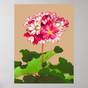 Vintage Japanese Hydrangea. Pink and Green Poster
