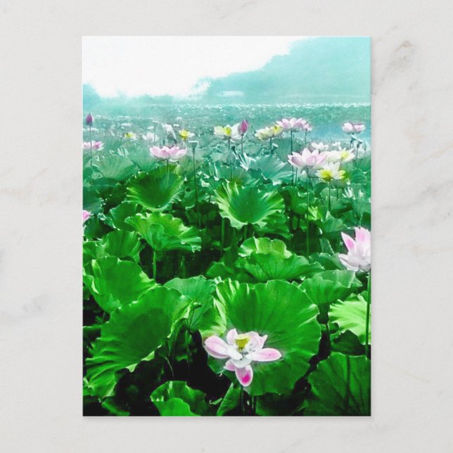 Vintage Japanese Lotus Pond Old Japan Postcard (Front)