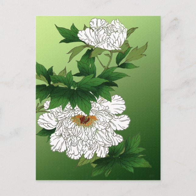 Vintage Japanese Sketch of Large White Peony Postcard (Front)
