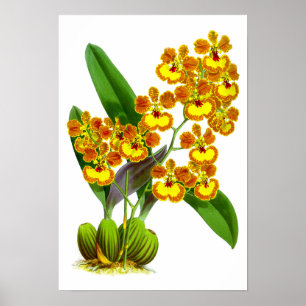 Vintage Jaune Orange Fleur - Poster