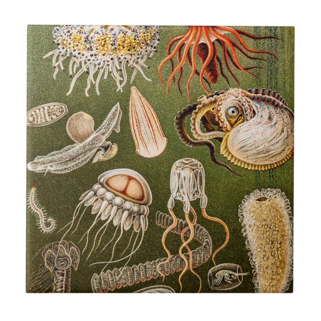 Vintage Jellyfish Antique Jelly Fish Illustration Tile (Front)
